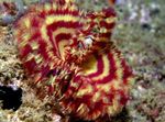 Aquarium vers ventilateur Hawaïen Plumeau (Sabellastarte sp.) Photo; blanc