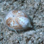 Aquarium  Coeur Oursin (Maretia planulata) Photo; marron