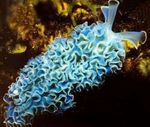 Plisserovanny Nudibranchs