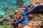 Linckia Sea Star, Blue