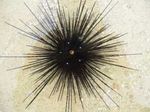 Urchin Farraige Longspine