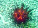 Longspine Urchin