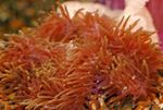 Acquario  Magnifico Anemone Di Mare (Heteractis magnifica) foto; rosso