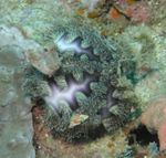 urchins Microcyphus Rousseau  Photo