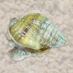 Nassarius Snail