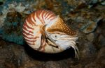 Pearly Nautilus