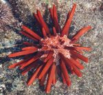 Pencil Urchin