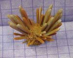 Aquarium seeigel Pencil Urchin (Eucidaris tribuloides) Foto; gelb