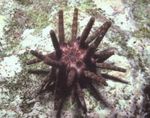 Акваријум дерани Pencil Urchin (Eucidaris tribuloides) фотографија; светло плава