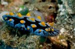 Аквариум голожаберные моллюски Көк Nudibranchs (Phyllidia coelestis) Фото; таңбада тап