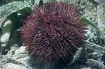 Pincushion Urchin