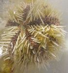 Fiskabúr  Pincushion Urchin (Lytechinus variegatus) mynd; gulur