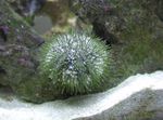 Fiskabúr  Pincushion Urchin (Lytechinus variegatus) mynd; grár