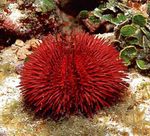 Fiskabúr  Pincushion Urchin (Lytechinus variegatus) mynd; rauður