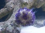 Fiskabúr  Pincushion Urchin (Lytechinus variegatus) mynd; blár