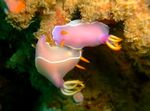 Aquarium sea slugs Pink Dorid Nudibranch (Chromodoris bullocki) Photo; spotted