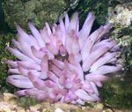 Acquario  Rosa A Punta Anemone (Condylactis passiflora) foto; viola