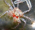 Aquário  Caranguejo Pom Pom (Lybia Tesselata) foto; verde