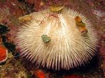 Purple Short Spine Pincushion Urchin