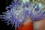 Rdeče-Base Anemone fotografija in značilnosti