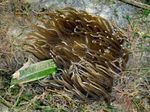 Fiskabúr  Rauð Stöð Anemone (Macrodactyla doreensis) mynd; ljósblátt