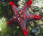 Rauður Húnn Sea Star (Rautt Hrygg Stjarna, Purpuri Húnn Stjarna Fiskur)