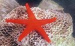 Starfish Dearg