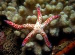 Rauður Starfish Multiflora