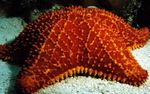 Reticulate Sea Star, Caribbean Cushion Star