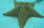 Akvárium hvězdy moře Mřížkovat Sea Star, Karibské Polštář Hvězda (Oreaster reticulatus) fotografie; šedá