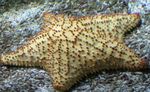 Aquarium zeesterren Reticulate Zee Ster, Caribbean Kussen Ster (Oreaster reticulatus) foto; geel