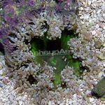 Fiore Di Roccia Anemone foto e caratteristiche