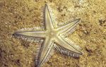 Sand Sifting Sea Star