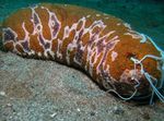 Sea Cucumber