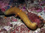 Sea Cucumber Photo and characteristics