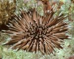 Short-Soined Urchin (Rock Urchin)