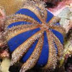 Sphere Urchin (Blue Tuxedo Urchin)