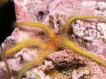 Akvaryum  Kırılgan Deniz Yıldızı Sünger (Ophiothrix) fotoğraf; sarı