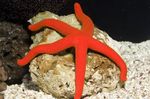 The Luzon Sea Star