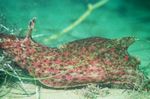 The Sea Hare