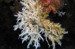 Trei Sucursale Calcaros Tubeworm