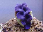 Aquarium breallaigh Tridacna  Photo; corcra