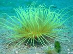 Akvariumas plukių Vamzdis Anemone (Cerianthus) Nuotrauka; pilkas