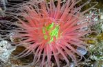 Tube Anemone Bilde og kjennetegn