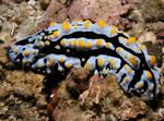 Қара Және Сары Nudibranchs