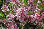 Garden Flowers Almond (Amygdalus) Photo; pink