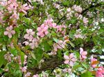 Garden Flowers Apple ornamental (Malus) Photo; pink