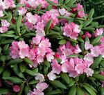 Garden Flowers Azaleas, Pinxterbloom (Rhododendron) Photo; pink