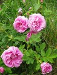 Garden Flowers Beach Rose (Rosa-rugosa) Photo; pink