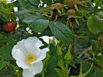 Garden Flowers Beach Rose (Rosa-rugosa) Photo; white